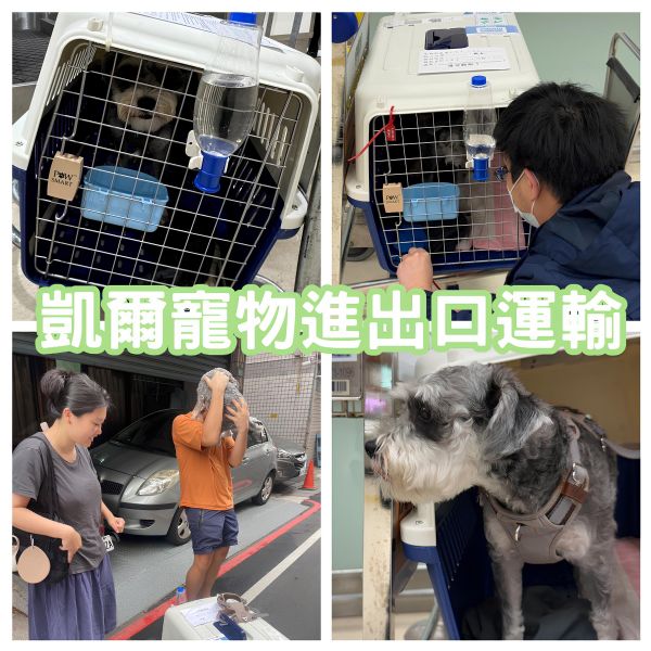 2024/10/28『菲律賓飛台灣』雪納瑞狗狗菲律賓飛台灣囉~~~